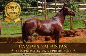 GLÓRIA DO REFÚGIO