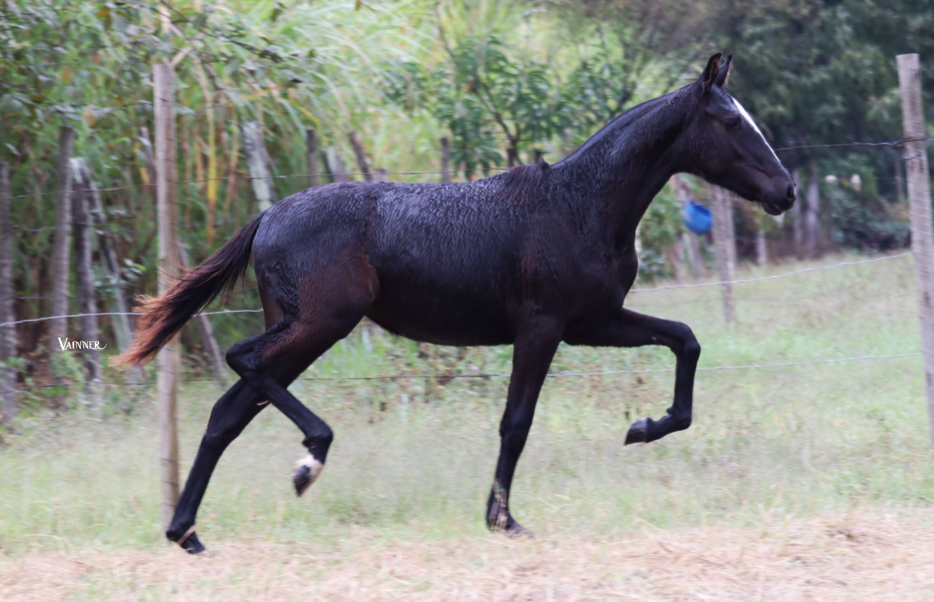 LUA NEGRA REVAL