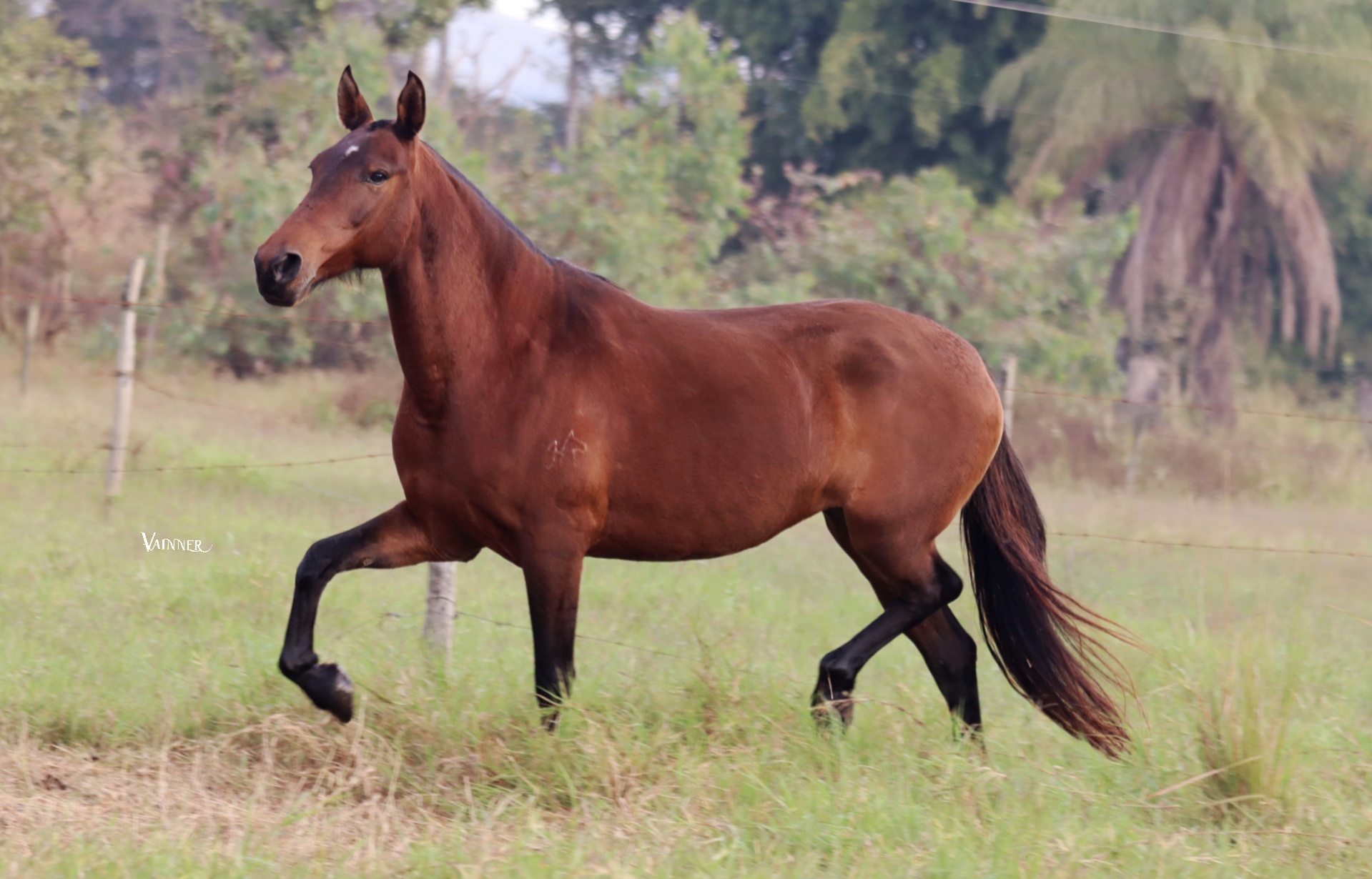 SURPRESA REVAL