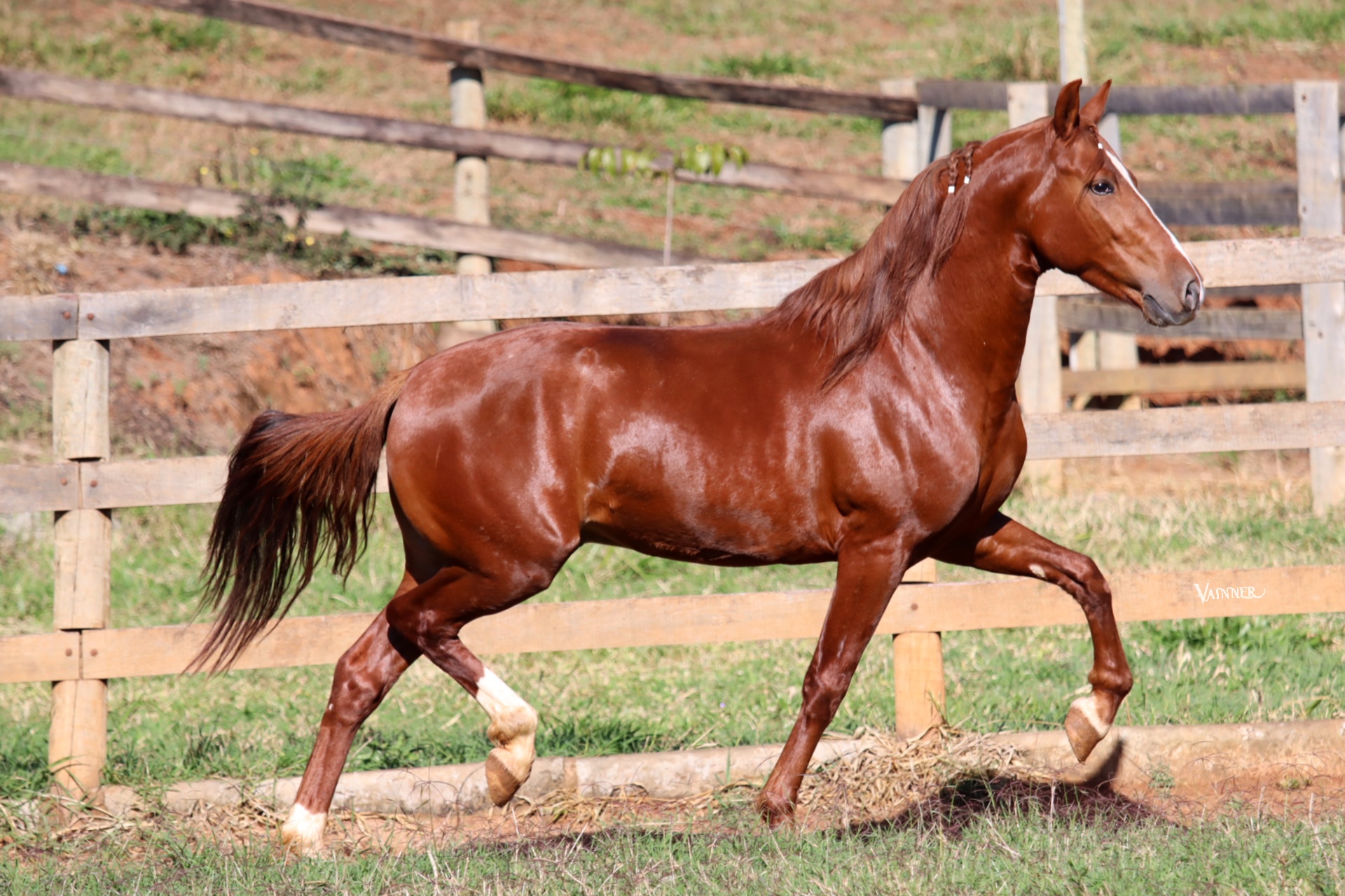 CADILAC VILELA