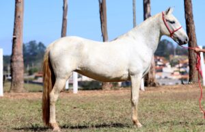 CONQUISTA LUAR DE MINAS