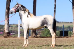 KODA LUAR DE MINAS