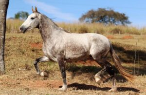 CASTRADO - RUPESTRE RIBEIRO