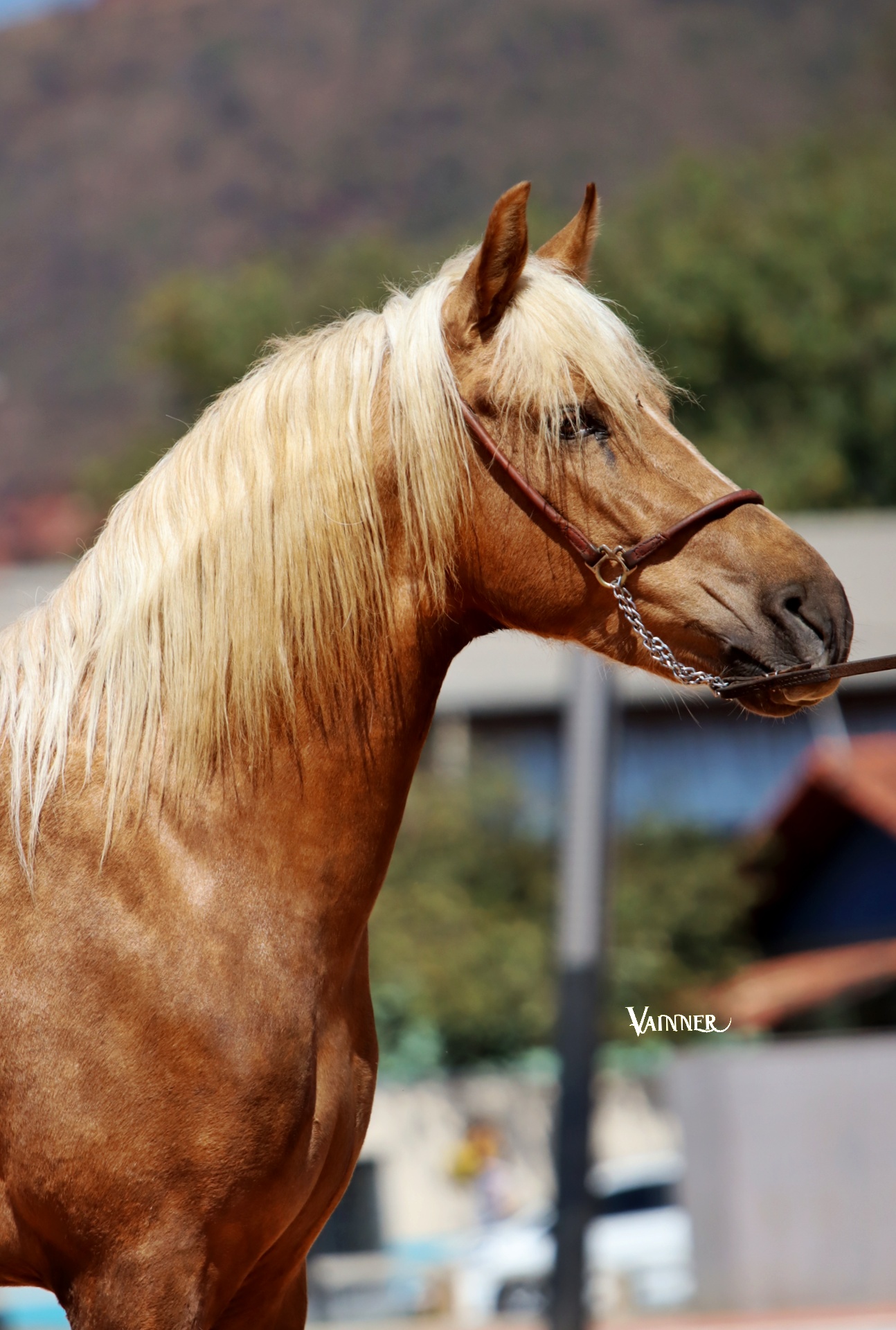 SCALIBUR MONTERISTOW - Imagem 4
