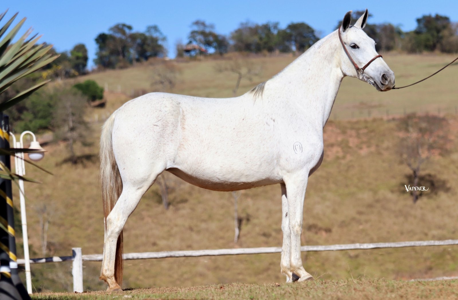 HIDRA RECANTO DAS PEDRAS