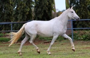 ÉGUA PRENHA - TABA DA ESPERANÇA