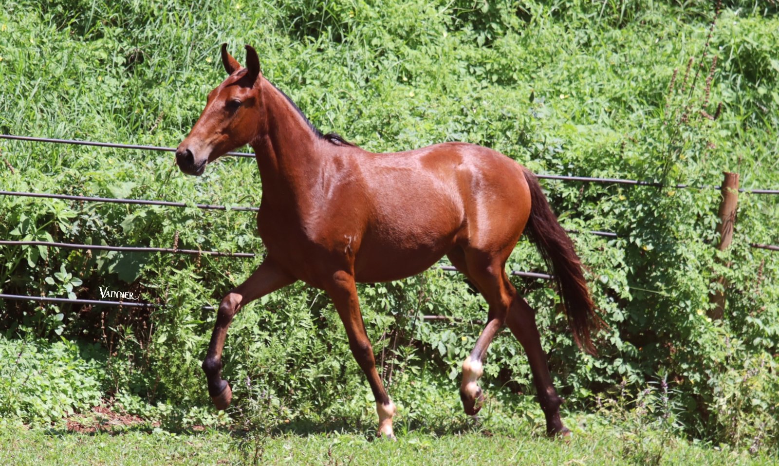 URÂNIA GEADA